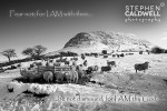 Slemish Sheep - John 10v28 - Scripture Text Wall Art Slemish Sheep - John 10v28 - Scripture Text Wall Art